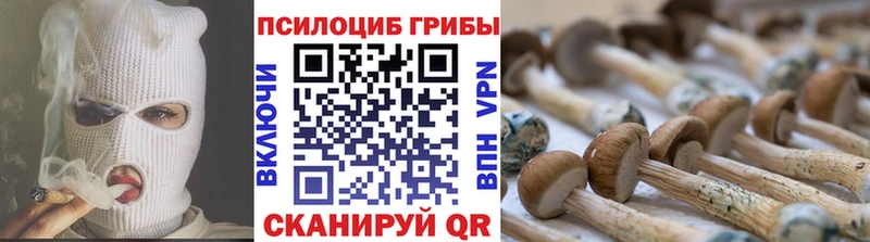 Купить где Зея Псилоцибиновые грибы Psilocybe